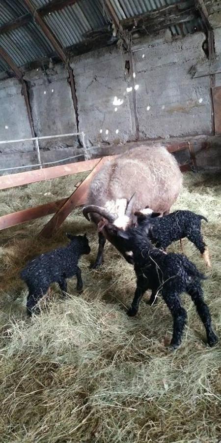 Rauthuskrithur Farm Holmabaeir Zewnętrze zdjęcie