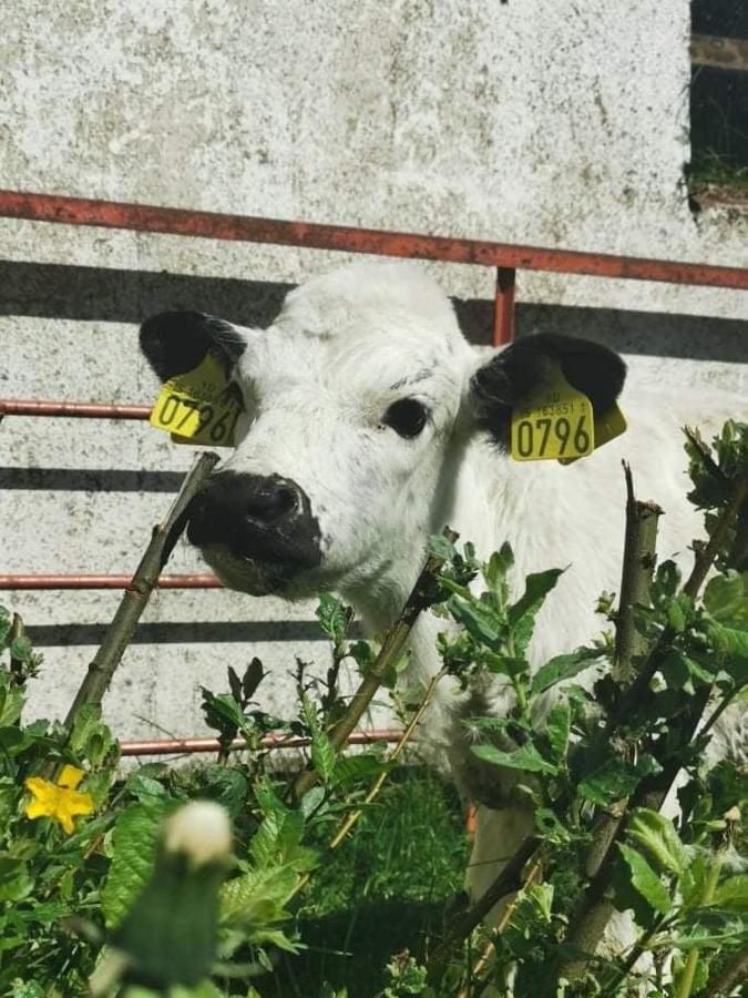 Rauthuskrithur Farm Holmabaeir Zewnętrze zdjęcie